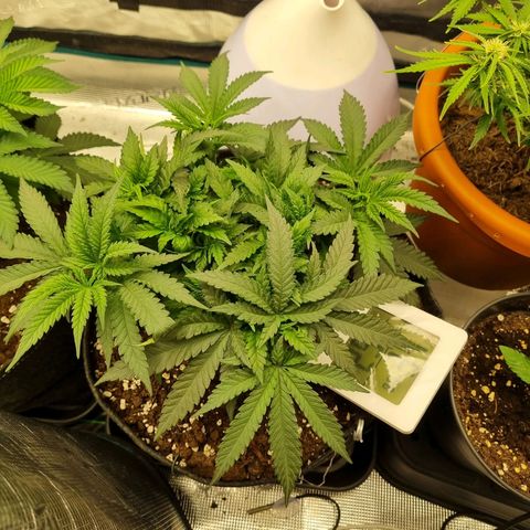 It's Brittney Biscotti Bitch growlog timeline photo