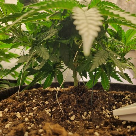 It's Brittney Biscotti Bitch growlog timeline photo