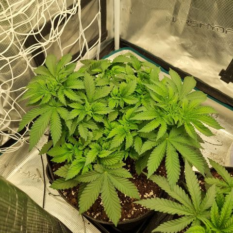 Her name's Bruciepoo growlog timeline photo