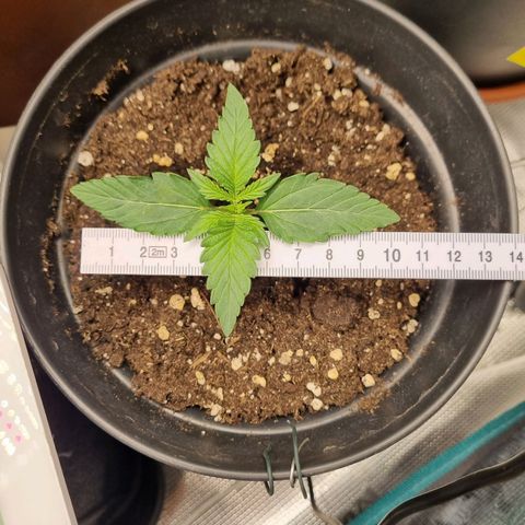 The Satino Prøject growlog timeline photo