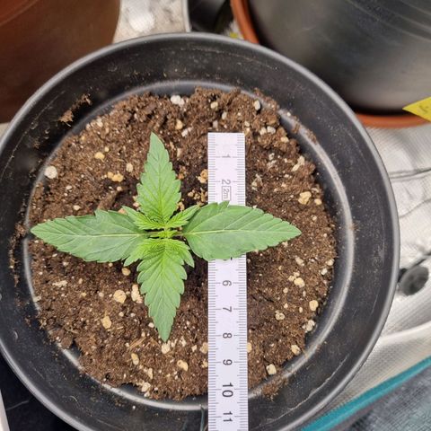 The Satino Prøject growlog timeline photo
