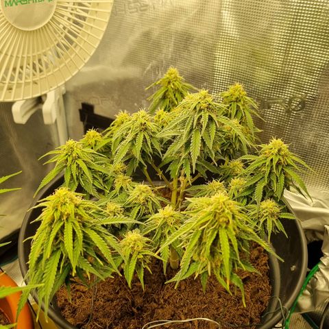 Melissa Bomb growlog timeline photo