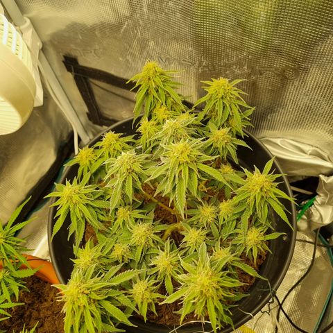Melissa Bomb growlog timeline photo