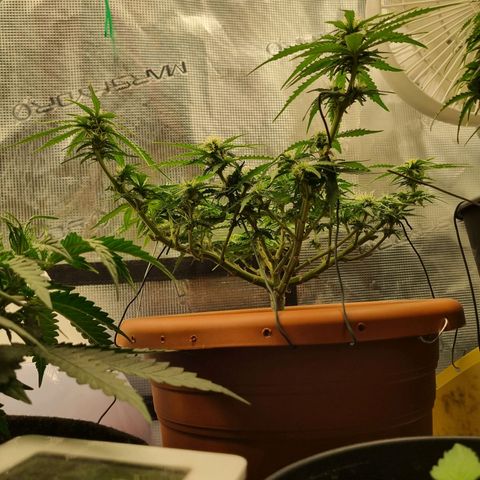 Patricia's Bitch Ass growlog timeline photo