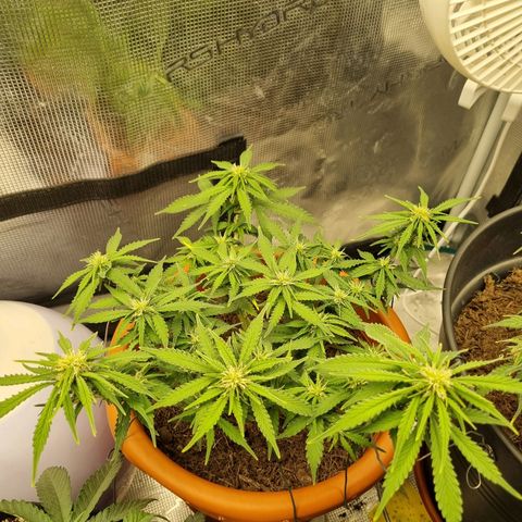 Patricia's Bitch Ass growlog timeline photo