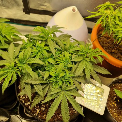 It's Brittney Biscotti Bitch growlog timeline photo