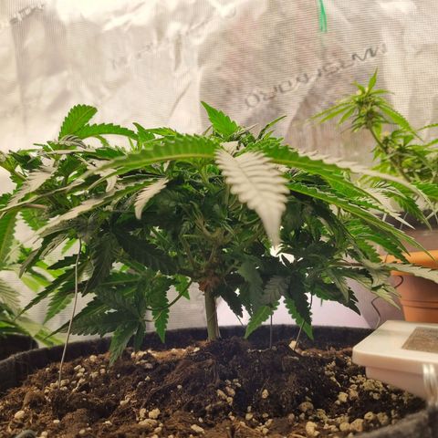 It's Brittney Biscotti Bitch growlog timeline photo