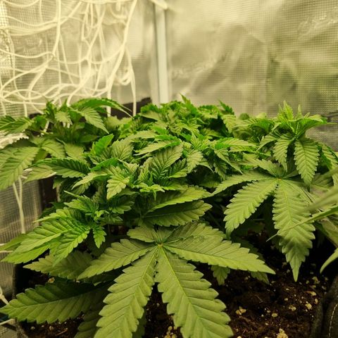 Her name's Bruciepoo growlog timeline photo