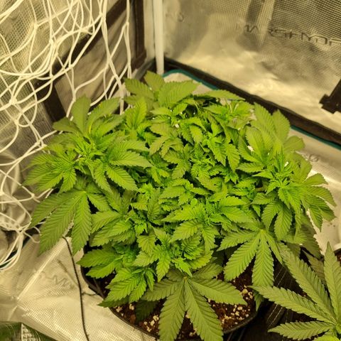 Her name's Bruciepoo growlog timeline photo