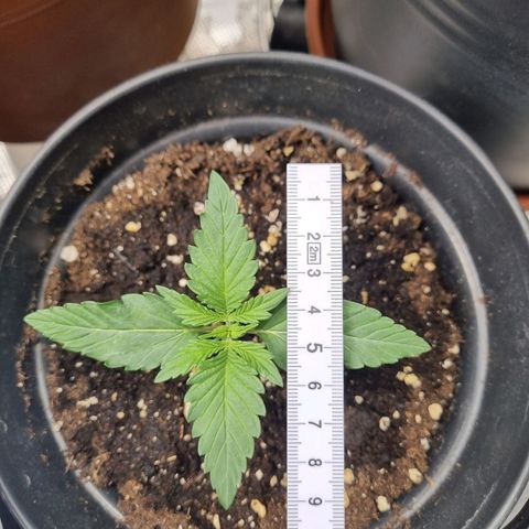 The Satino Prøject growlog timeline photo