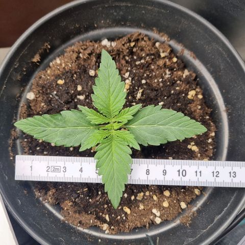 The Satino Prøject growlog timeline photo
