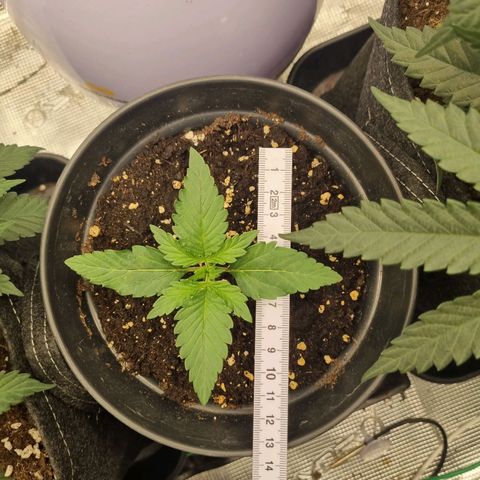 The Satino Prøject growlog timeline photo