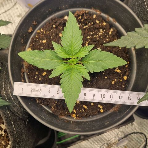 The Satino Prøject growlog timeline photo