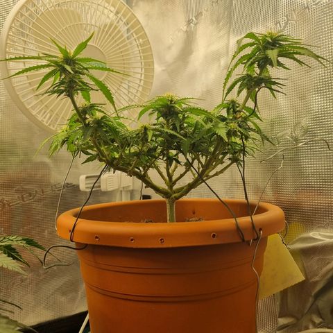 Patricia's Bitch Ass growlog timeline photo