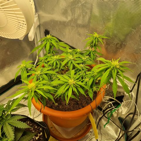 Patricia's Bitch Ass growlog timeline photo