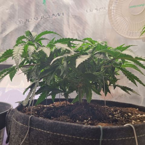 It's Brittney Biscotti Bitch growlog timeline photo
