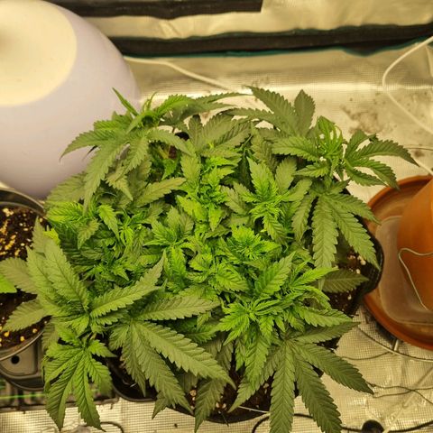 It's Brittney Biscotti Bitch growlog timeline photo