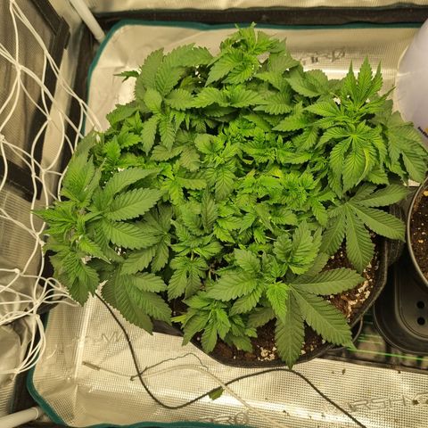 Her name's Bruciepoo growlog timeline photo