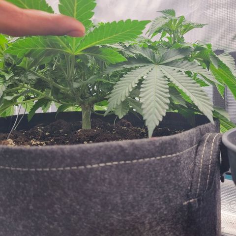 Her name's Bruciepoo growlog timeline photo