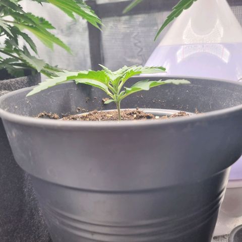 The Satino Prøject growlog timeline photo