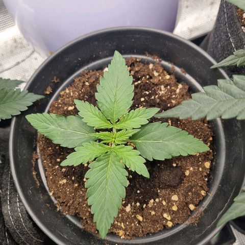 The Satino Prøject growlog timeline photo