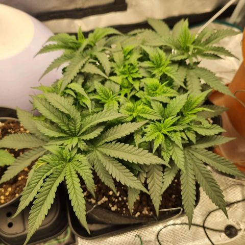 It's Brittney Biscotti Bitch growlog timeline photo