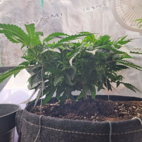 It's Brittney Biscotti Bitch growlog timeline photo