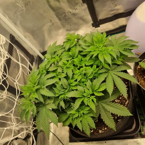 Her name's Bruciepoo growlog timeline photo