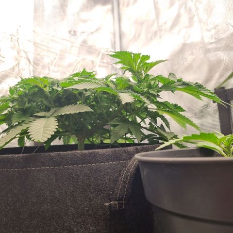 Her name's Bruciepoo growlog timeline photo