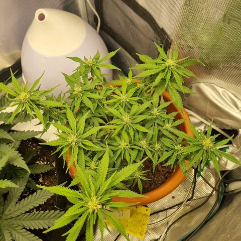 Patricia's Bitch Ass growlog timeline photo