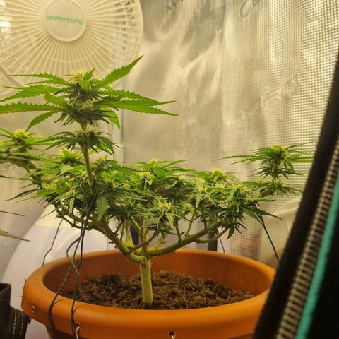 Patricia's Bitch Ass growlog timeline photo
