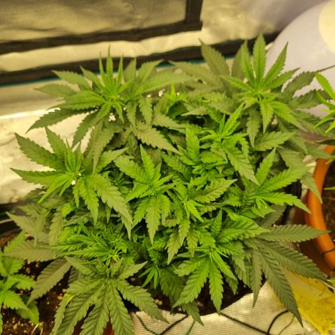 It's Brittney Biscotti Bitch growlog timeline photo