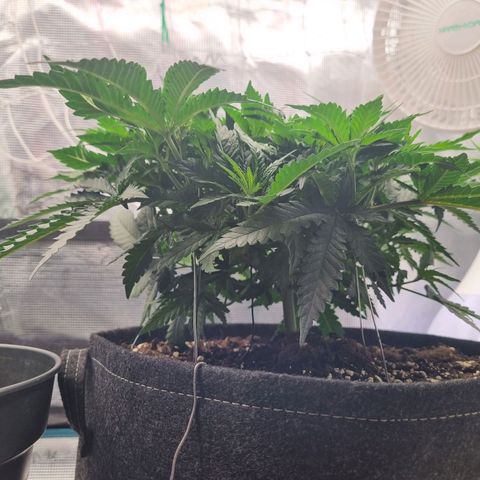 It's Brittney Biscotti Bitch growlog timeline photo
