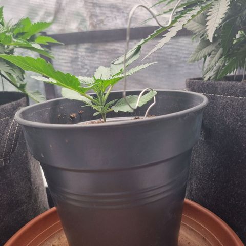 The Satino Prøject growlog timeline photo