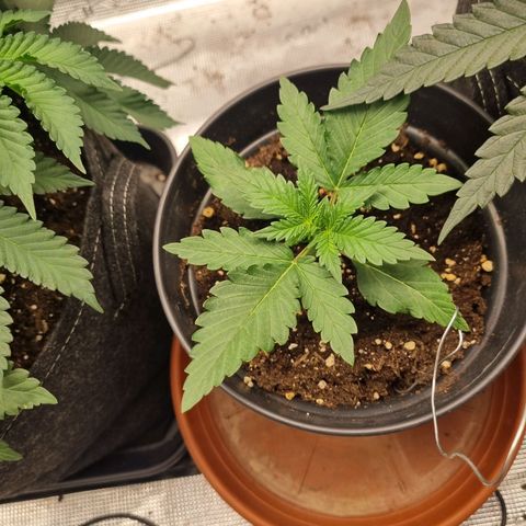 The Satino Prøject growlog timeline photo