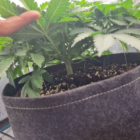 Her name's Bruciepoo growlog timeline photo