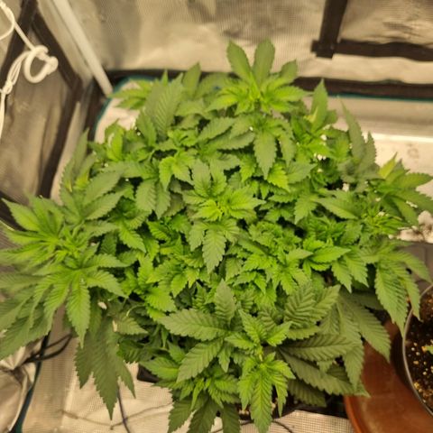 Her name's Bruciepoo growlog timeline photo