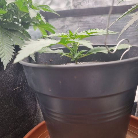 The Satino Prøject growlog timeline photo