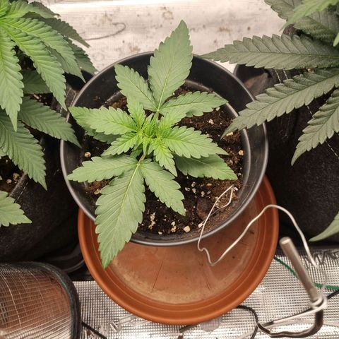 The Satino Prøject growlog timeline photo