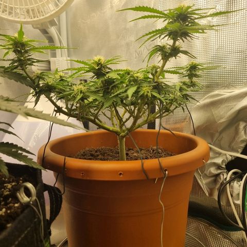 Patricia's Bitch Ass growlog timeline photo