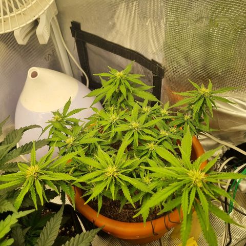 Patricia's Bitch Ass growlog timeline photo