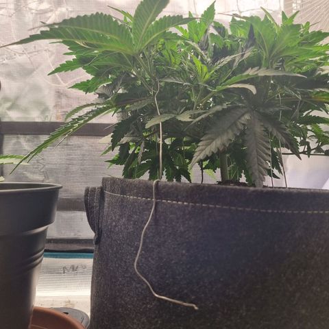 It's Brittney Biscotti Bitch growlog timeline photo