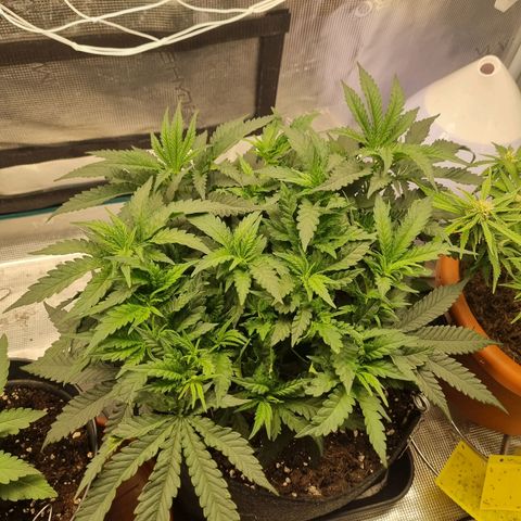 It's Brittney Biscotti Bitch growlog timeline photo