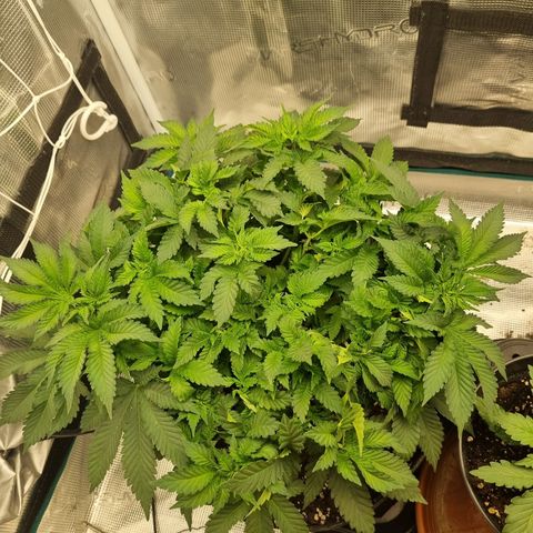 Her name's Bruciepoo growlog timeline photo