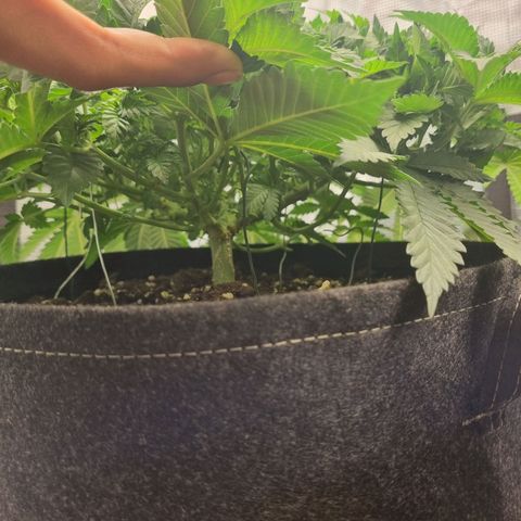 Her name's Bruciepoo growlog timeline photo