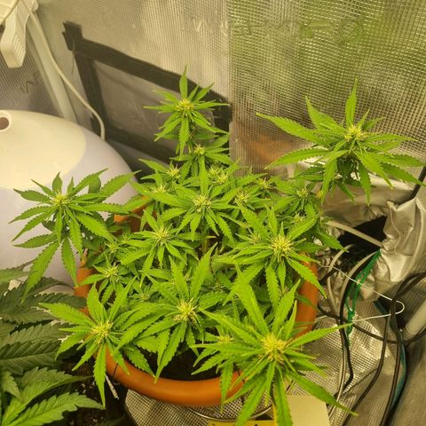 Patricia's Bitch Ass growlog timeline photo