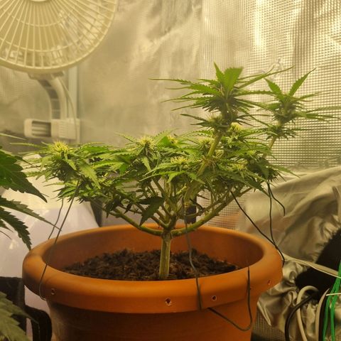 Patricia's Bitch Ass growlog timeline photo