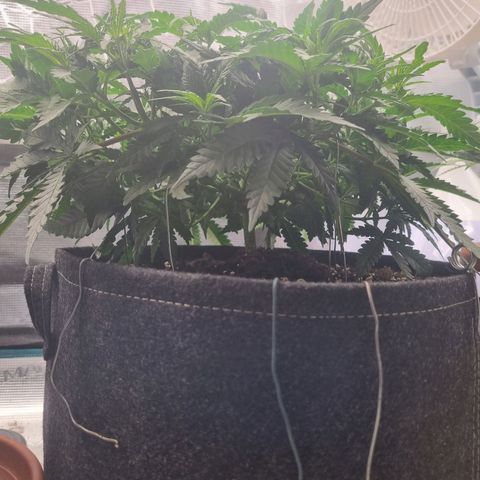 It's Brittney Biscotti Bitch growlog timeline photo