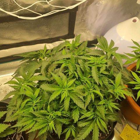 It's Brittney Biscotti Bitch growlog timeline photo