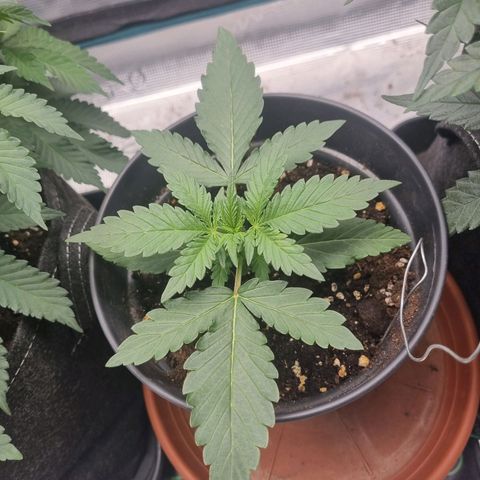 The Satino Prøject growlog timeline photo